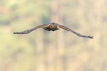 Female hen harrier (Circus cyaneus) in flight hunting.