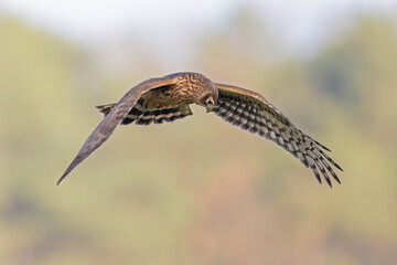 Female hen harrier (Circus cyaneus) in flight hunting.