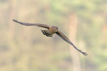 Female hen harrier (Circus cyaneus) in flight hunting.