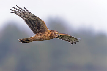 Female hen harrier (Circus cyaneus) in flight hunting.
