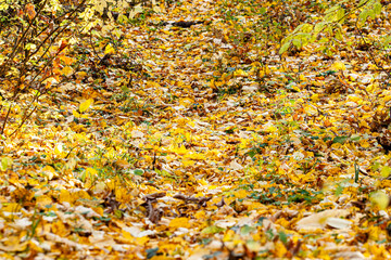 A scenic autumn road bordered by vibrant red-leaf trees, showcasing a beautiful display of colorful foliage