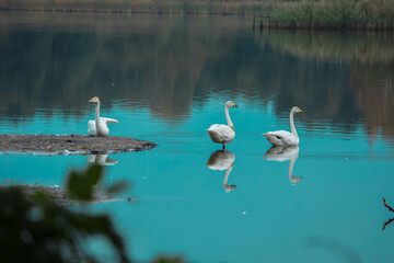 swans on the blue lake with island during the day