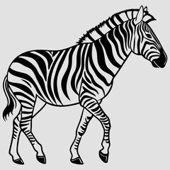 Zebra illustration