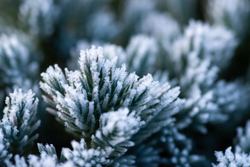 First frost