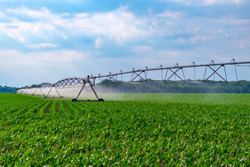 Organic vegetable farm. Water sprinkler irrigating field. Drip irrigation system. Crop irrigation....