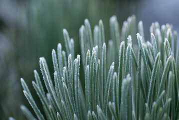 First frost