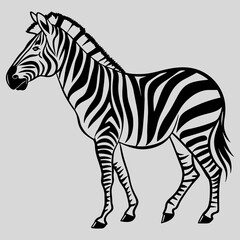 Zebra illustration