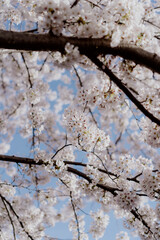 A Beautiful Cherry Blossom Tree Standing Majestically in Full Bloom and Splendor