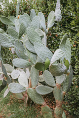  Green cactus with fruits . Natural green background texture Wallpaper