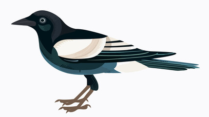 Obraz premium Beautiful Magpie Bird Isolated on White Background - High Quality Stock Photo