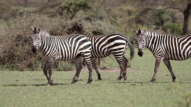 A herd of wild plains zebras on the savannah of southern Ethiopia in the Borena region.