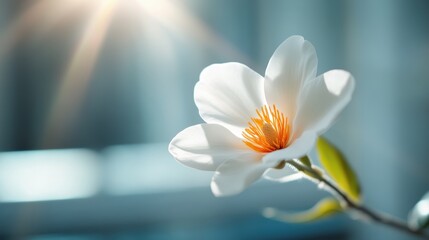 Obraz premium Featured here is a radiant white magnolia flower, with striking orange stamen, elegantly capturing sunlight and highlighting its exquisite design to evoke feelings of warmth and hope.
