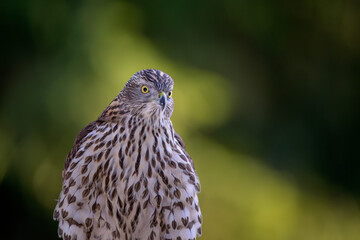 Northern goshawk (Accipiter gentilis) in forest