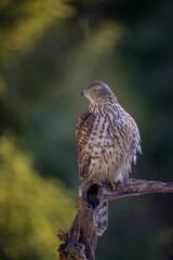 Northern goshawk (Accipiter gentilis) in forest