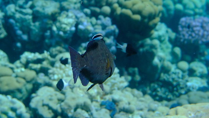 Dotted parrotfish (Calotomus viridescens) undersea, Red Sea, Egypt, Sharm El Sheikh, Montazah Bay
