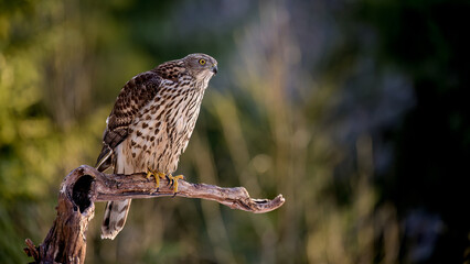 Northern goshawk (Accipiter gentilis) in forest