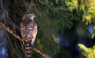 Northern goshawk (Accipiter gentilis) in forest