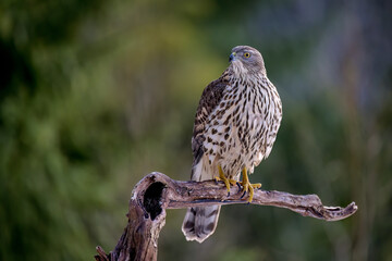 Northern goshawk (Accipiter gentilis) in forest