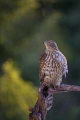 Northern goshawk (Accipiter gentilis) in forest