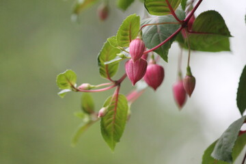 Pink Fuchsia flower blooms close-up
