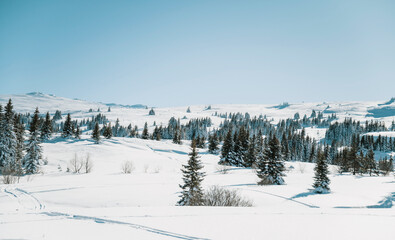 Obraz premium Beautiful Winter Mountain Landscape with Pine Trees .Vitosha Mountain, Bulgaria 
