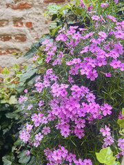 Pink moss phlox flowersblooming outdoor 