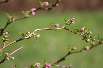 Lots of salmon berry blossoms.