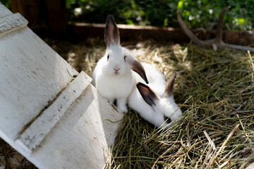 Two small white rabbits in a coop with hay © WhitneyRuth