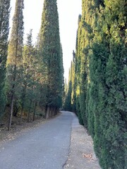 Colourful scenery on a dense forrest. A path full of sunlight. National Botanical Garden of Georgia.