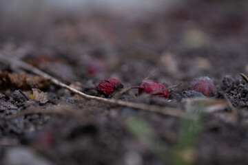 A close-up photograph of red berries lying on dark soil. The berries show signs of aging and...