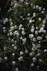 field of blooming clover