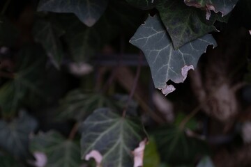 The detailed texture of ivy Hedera helix leaves with noticeable damage