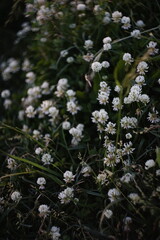 field of blooming clover