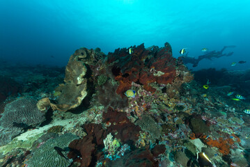 Reef con coralli duri e molli, spugne e pesci multicolore dell'isola Nusa Penida, Bali © Massimo