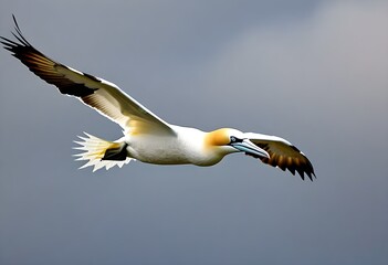 Obraz premium A view of a Gannet in Flight