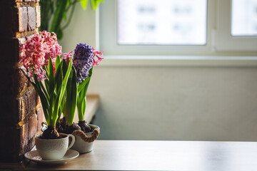 Spring floral home decor, cozy atmosphere. Bright fresh purple and pink bulbous hyacinth flowers on wooden windowsill. Springtime gardening concept. Sustainable lifestyle, earth day