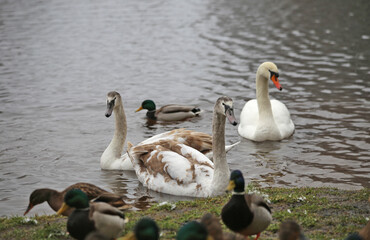Swans and ducks swim in a winter pond.
