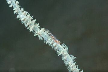 Gobide del genere Bryaninops su corallo a frusta