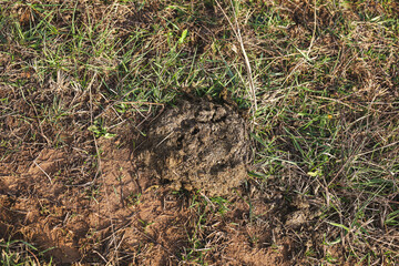Obraz premium cow patty manure in a field