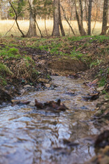 Fototapeta premium small creek stream in the woods and forest