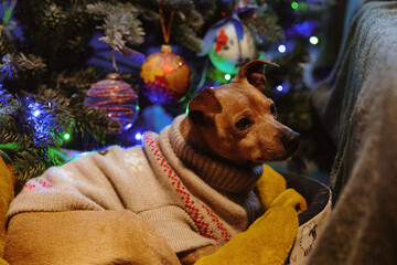 Portrait of a resting dog in a Christmas sweater near a Christmas tree.