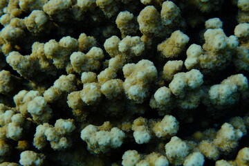 Hedgehog coral (Echinopora hirsutissima) undersea, Red Sea, Egypt, Sharm El Sheikh, Montazah Bay