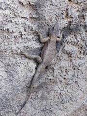 Lizard resting on the wall