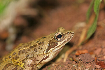 Toad on the ground	