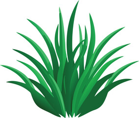 aloe vera plant isolated
