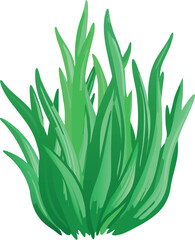 aloe vera plant isolated