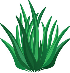 aloe vera plant isolated