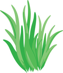 aloe vera plant isolated