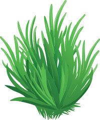 aloe vera plant isolated