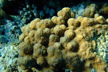 Hedgehog coral (Echinopora hirsutissima) undersea, Red Sea, Egypt, Sharm El Sheikh, Montazah Bay